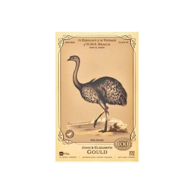 Collezione John ed Elizabeth Gould Aurum - H.M.S. Beagle