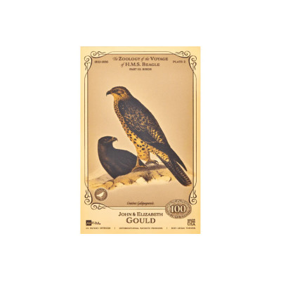 Collezione John ed Elizabeth Gould Aurum - H.M.S. Beagle