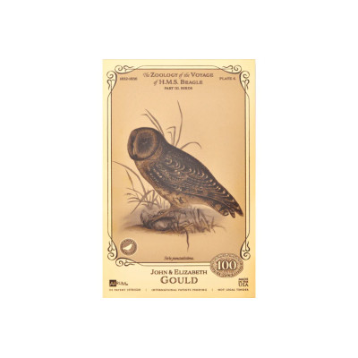 Collezione John ed Elizabeth Gould Aurum - H.M.S. Beagle