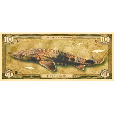 Storione di roccia - Banconota in oro 24k - Serie I